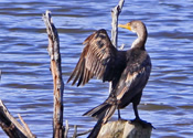 Double-crested Cormorant