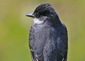 Eastern Kingbird