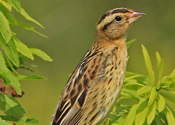 Female Bobolink