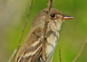 Flycatcher