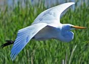 Flying Egret