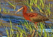 Glossy Ibis