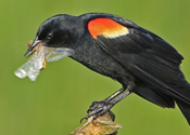 Hungry Redwing