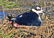 Nesting Black-necked Stilt