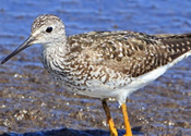 Sandpiper Delaware Bay