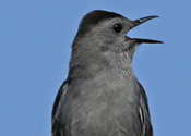 Singing Cowbird