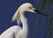 Snowy Egret