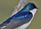 Tree Swallow