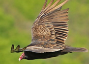 Turkey Vulture