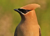 Waxwing