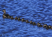 Wood Duck Family