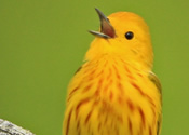 Yellow Warbler