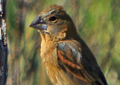 Young Male Grosbeak