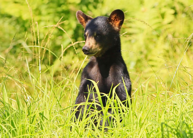 2010 black bear cub