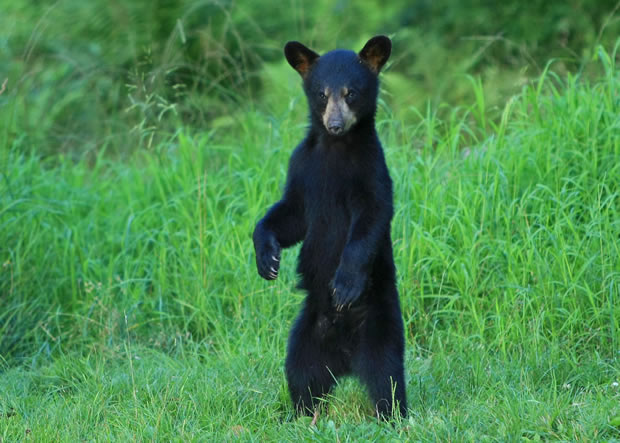 2010 black bear cub