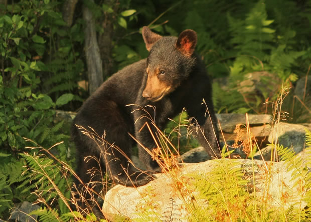 2010 black bear cub