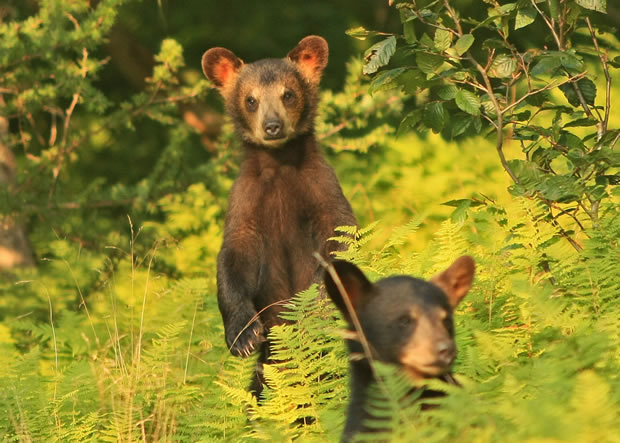 2010 black bear cub