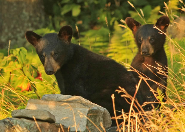 2010 black bear cub