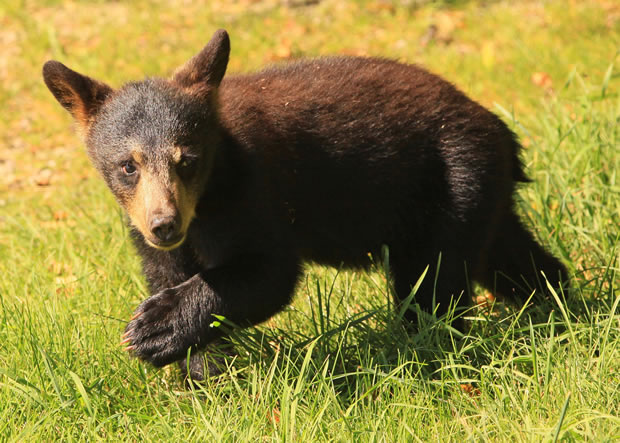 2010 black bear cub