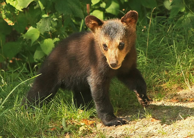 2010 black bear cub