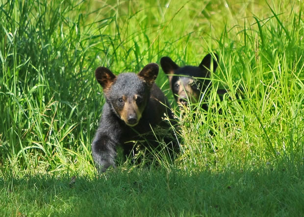 2010 black bear cub