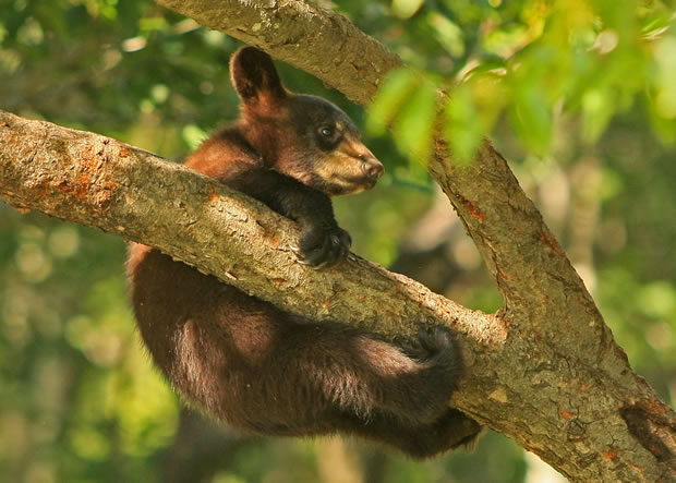 2010 black bear cub