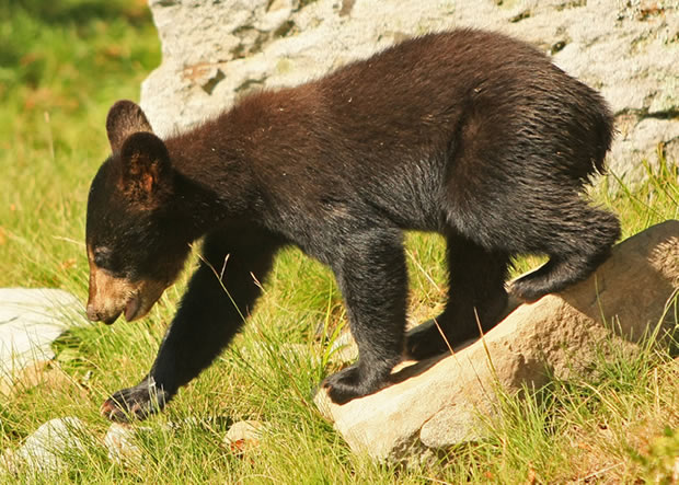 2010 black bear cub