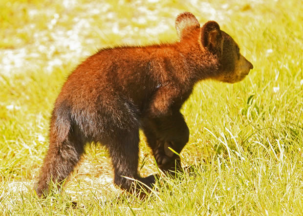 2010 black bear cub