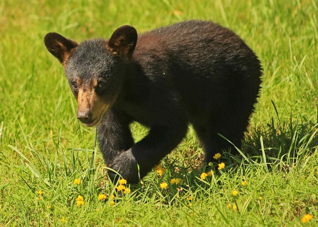 2010 black bear cub