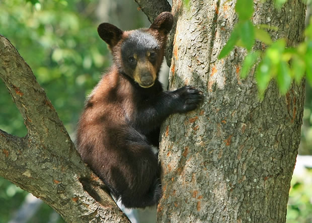 2010 black bear cub