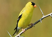 American Goldfinch