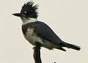 Belted Kingfisher