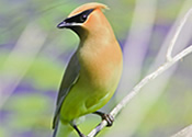 Cedar Waxwing