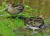 Common Snipe