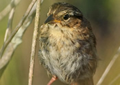 Curious Juvenile