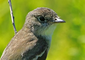 Eastern Wood Peewee