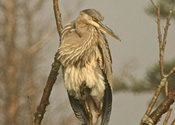 Great Blue Resting