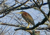 Green Heron