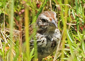 Hiding in the grass