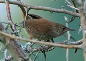 House Wren