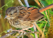 Immature Swamp Sparrow