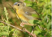 Immature Warbler