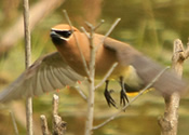 In flight