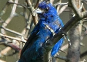 Indigo Bunting