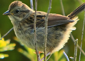 Juvenile Sparrow