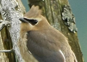 Juvenile Waxwing