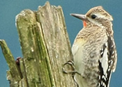 Juvenile Yellow-Bellied Sapsucker