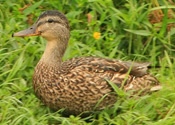 Mallard