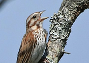 Savannah Sparrow