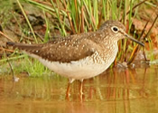 Solitary Sandpiper